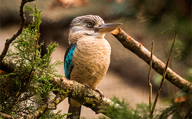 Kookaburra kingfisher bird